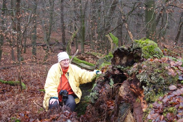 Baum im Vergehen